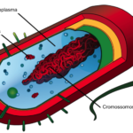 Resistência Bacteriana Aos Antibióticos