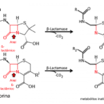 Resistência Bacteriana Aos Antibióticos